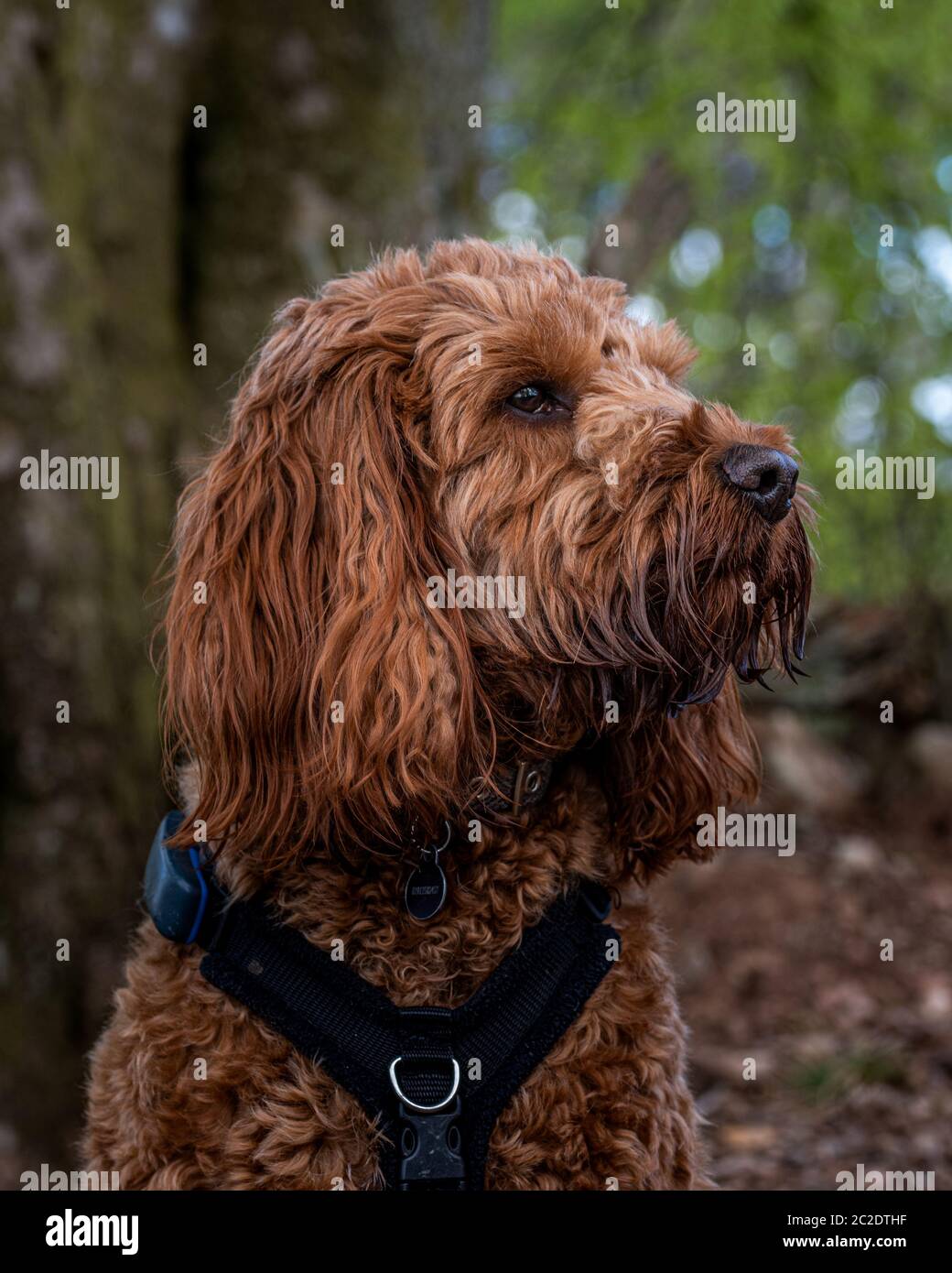 Un jeune cafapoo assis dans les bois parmi les feuilles lors d'une promenade dans la forêt Banque D'Images