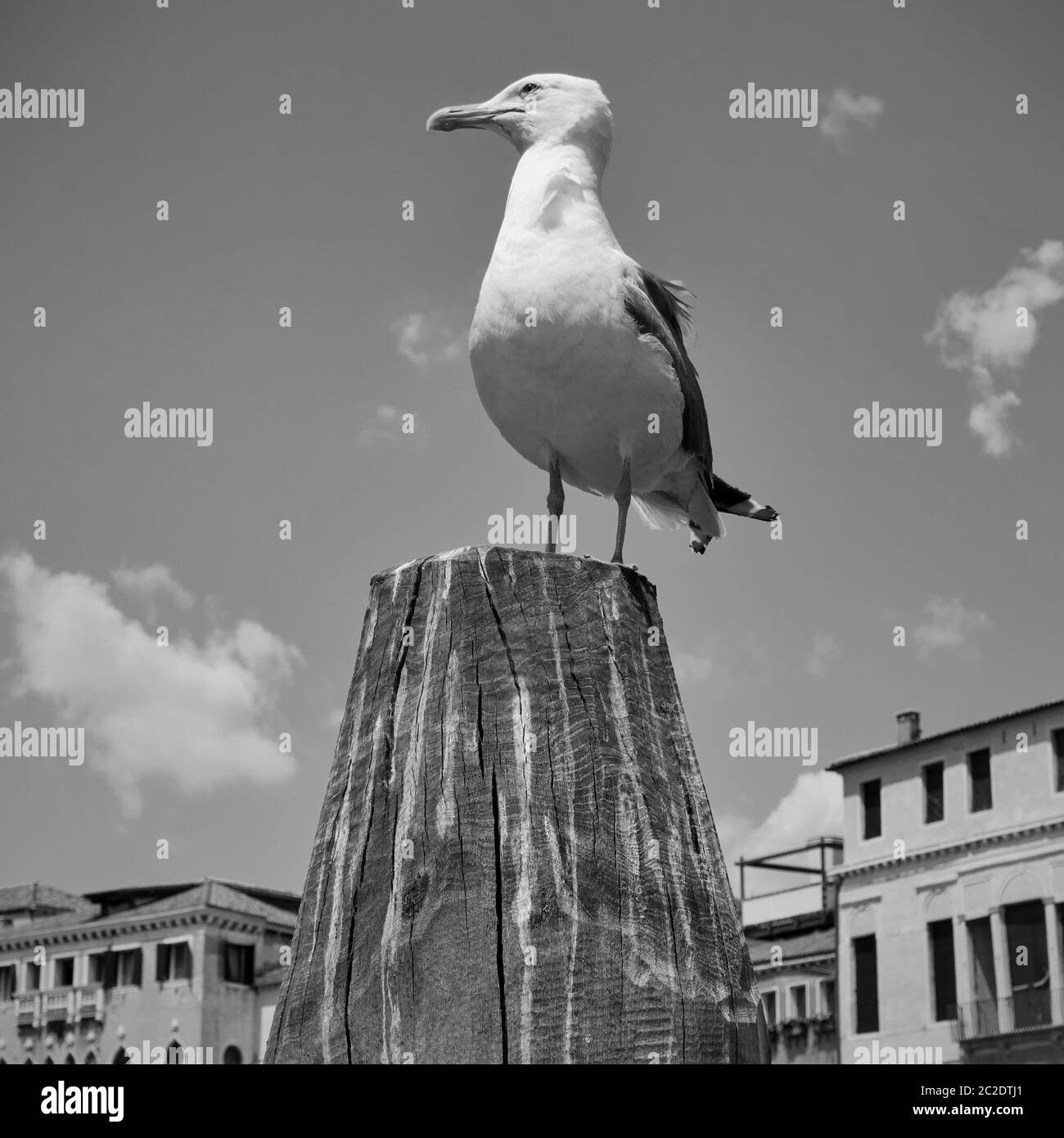 Gull sur le sommet du pôle d'amarrage à Venise, Italie. Photographie en noir et blanc Banque D'Images