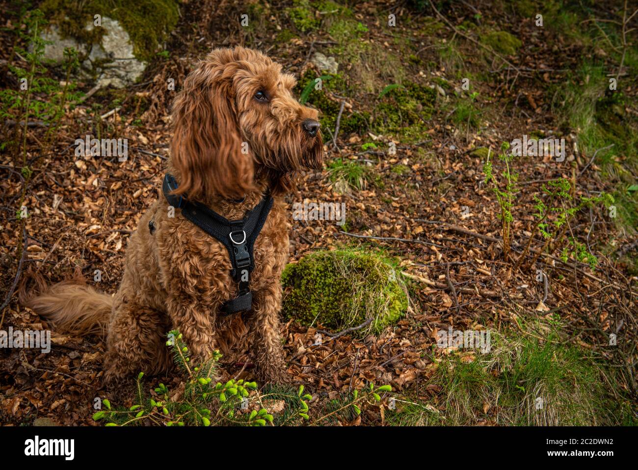 Un jeune cafapoo assis dans les bois parmi les feuilles lors d'une promenade dans la forêt Banque D'Images