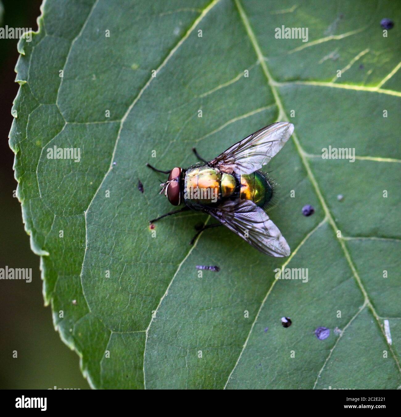 Détails d'une mouche, macro d'une mouche Banque D'Images