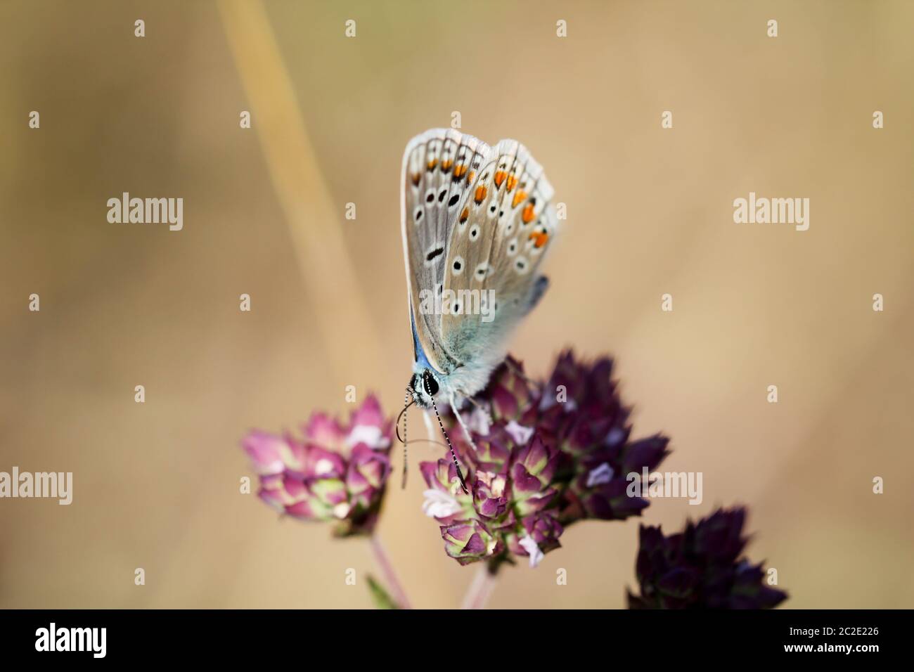 Nature arrière-plan papillon. Insecte papillon dans la nature. Papillon d'insecte de la nature sur une plante de fleur. Papillon dans la nature. Banque D'Images