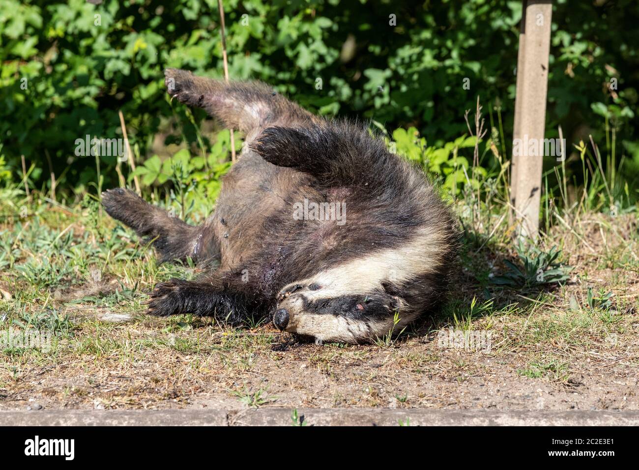 Badger Meles meles (Carnivora) mort sur le côté de la route, la route tue d'être frappé par une voiture, la route de Grendan, Northamptonshire, Angleterre, Royaume-Uni. Banque D'Images