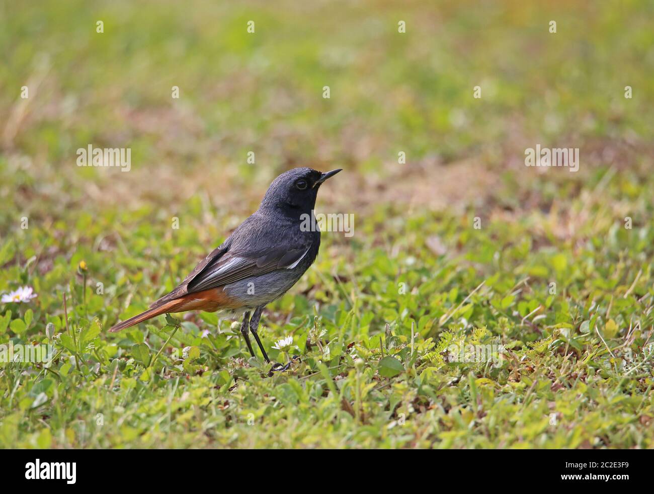M ? Nnchen de la maison rotase Phoenicurus ochruros sur la prairie Banque D'Images