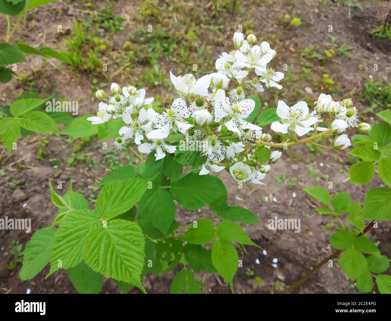 La fleur de la framboise avec feuille verte.la fleur blanche à la longueur du printemps.plante sur fond de la terre Banque D'Images