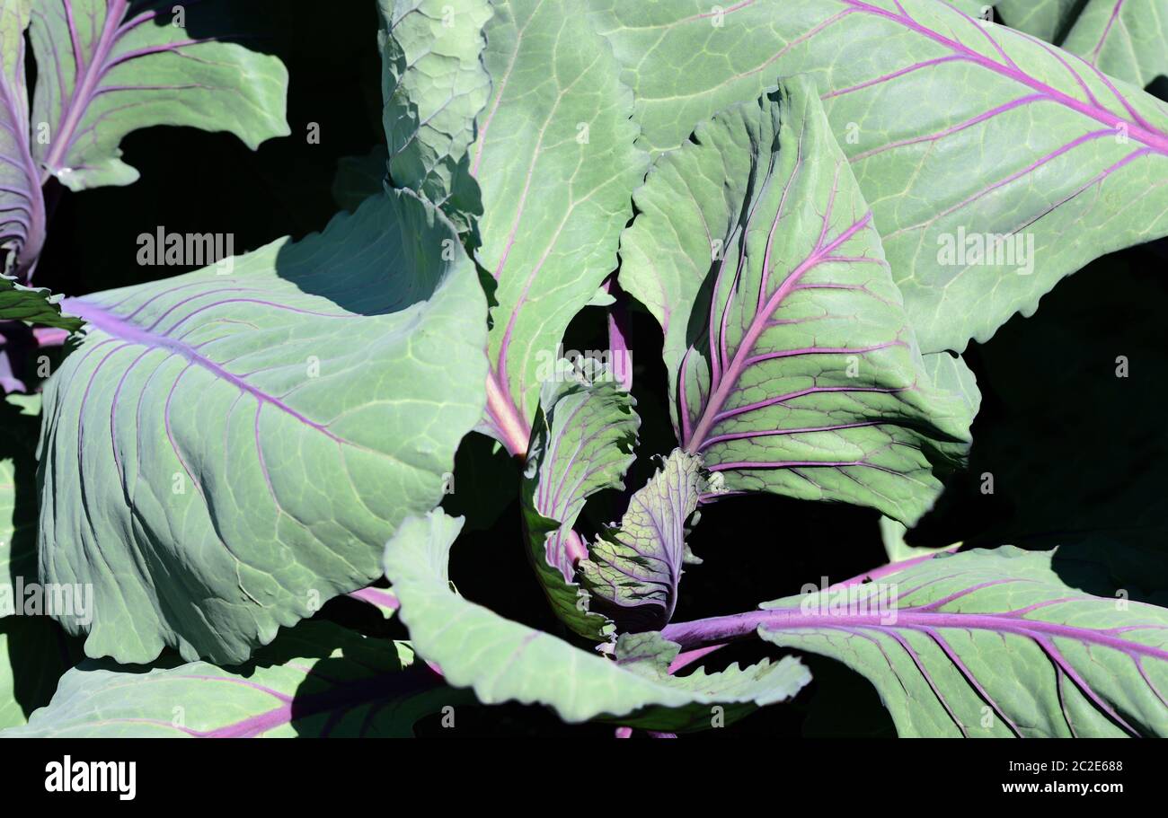 Une jeune plante de chou rouge avec des feuilles vertes est photographiée d'en haut, sur un fond sombre Banque D'Images