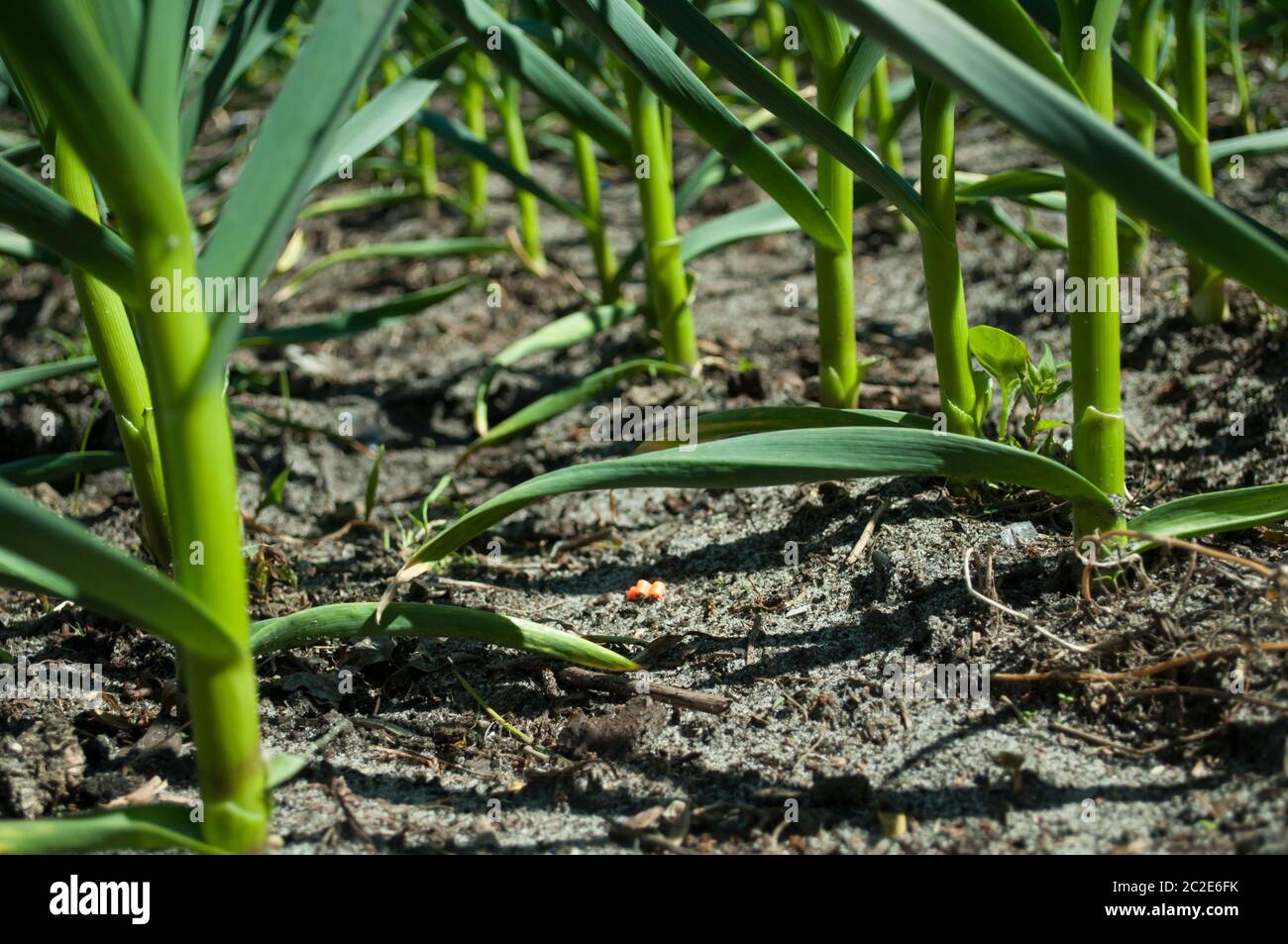 Plantation d'ail en gros plan. Sol visible et ail vert : tronc et feuilles. Tiges vertes d'ail.photo par temps ensoleillé Banque D'Images
