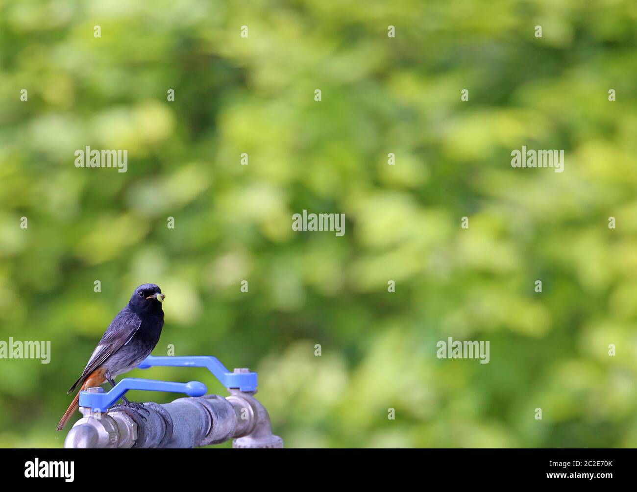 M ? Maison de sable pourri-queue Phoenicurus ochruros sur la pipe d'eau dans le jardin Banque D'Images