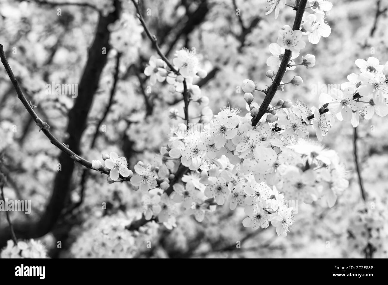 Tatouage de fleurs de cerisier Banque de photographies et d’images à