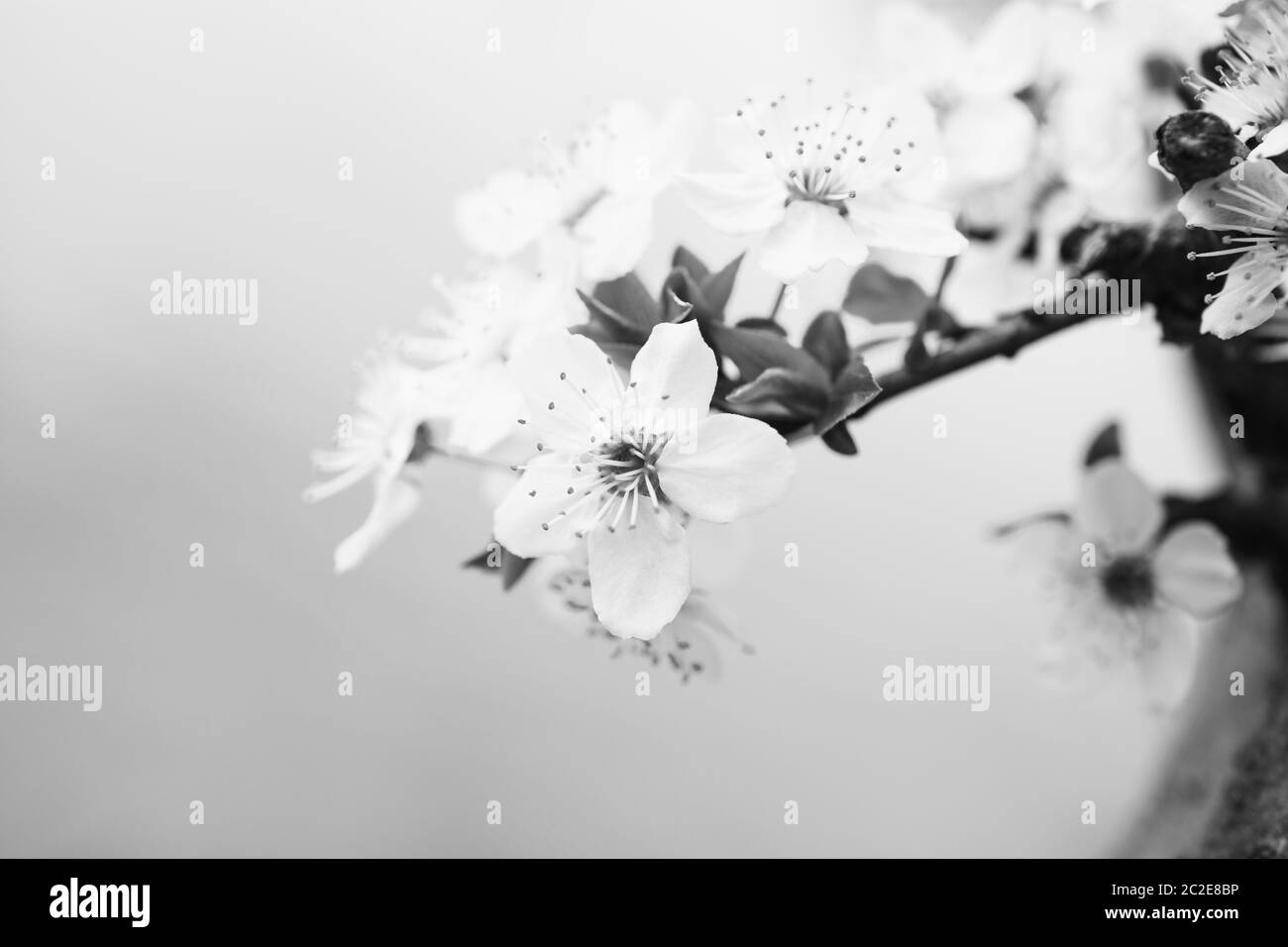 Tatouage fleur cerisier du japon Banque d'images noir et blanc - Alamy