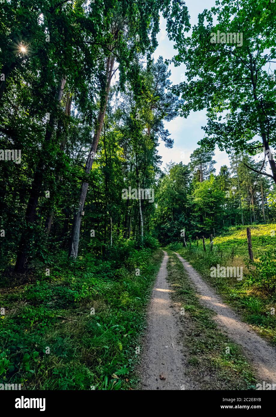 Forêt sauvage polonaise - Parc national de Slowinski, Pologne Banque D'Images