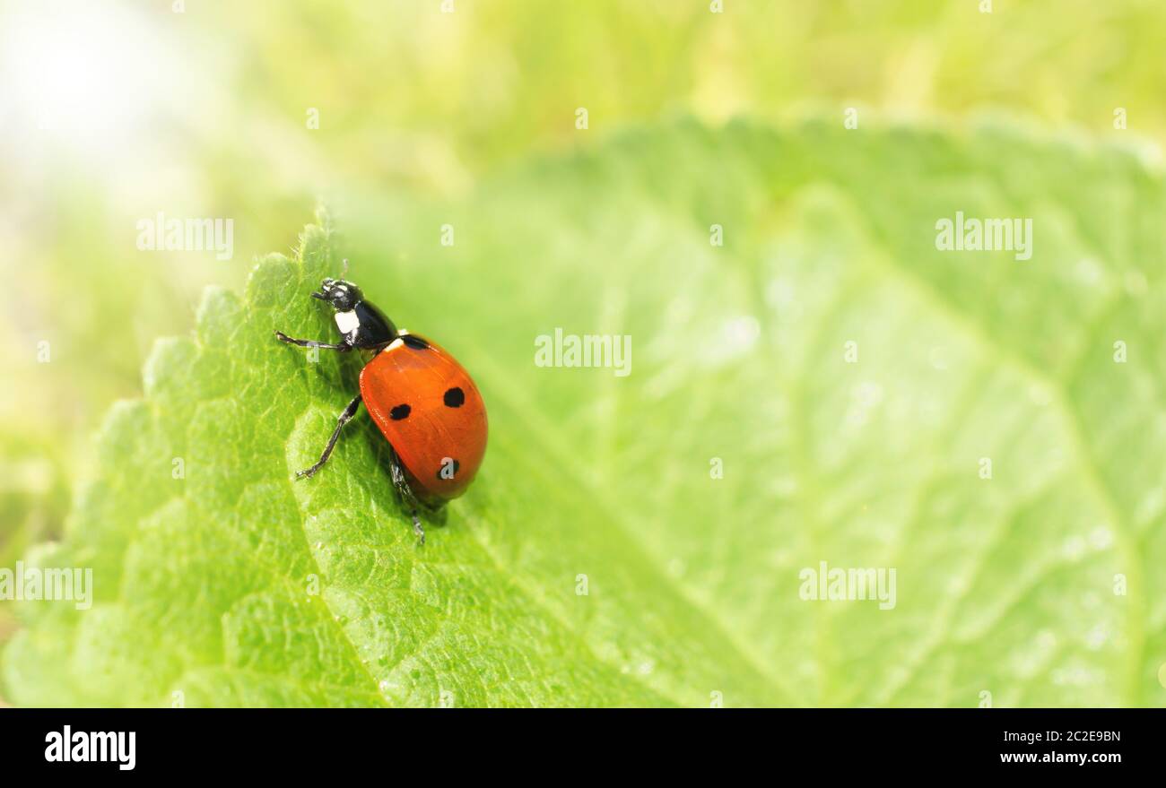 Macro d'un coccinelle sur la feuille verte et les rayons de léger Banque D'Images