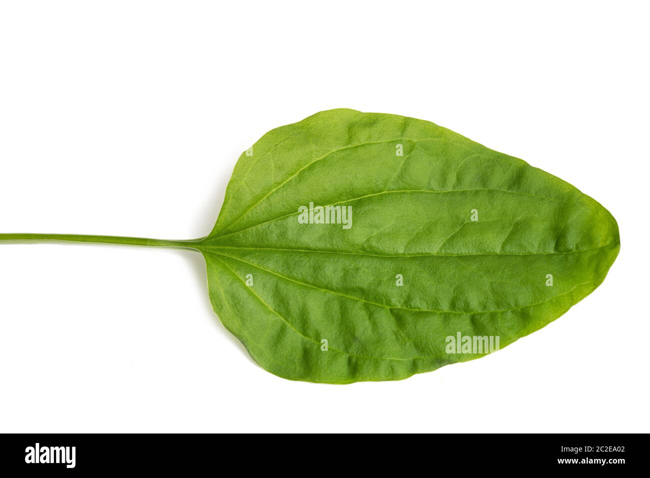 Feuilles de plantain à feuilles larges isolées sur fond blanc Banque D'Images