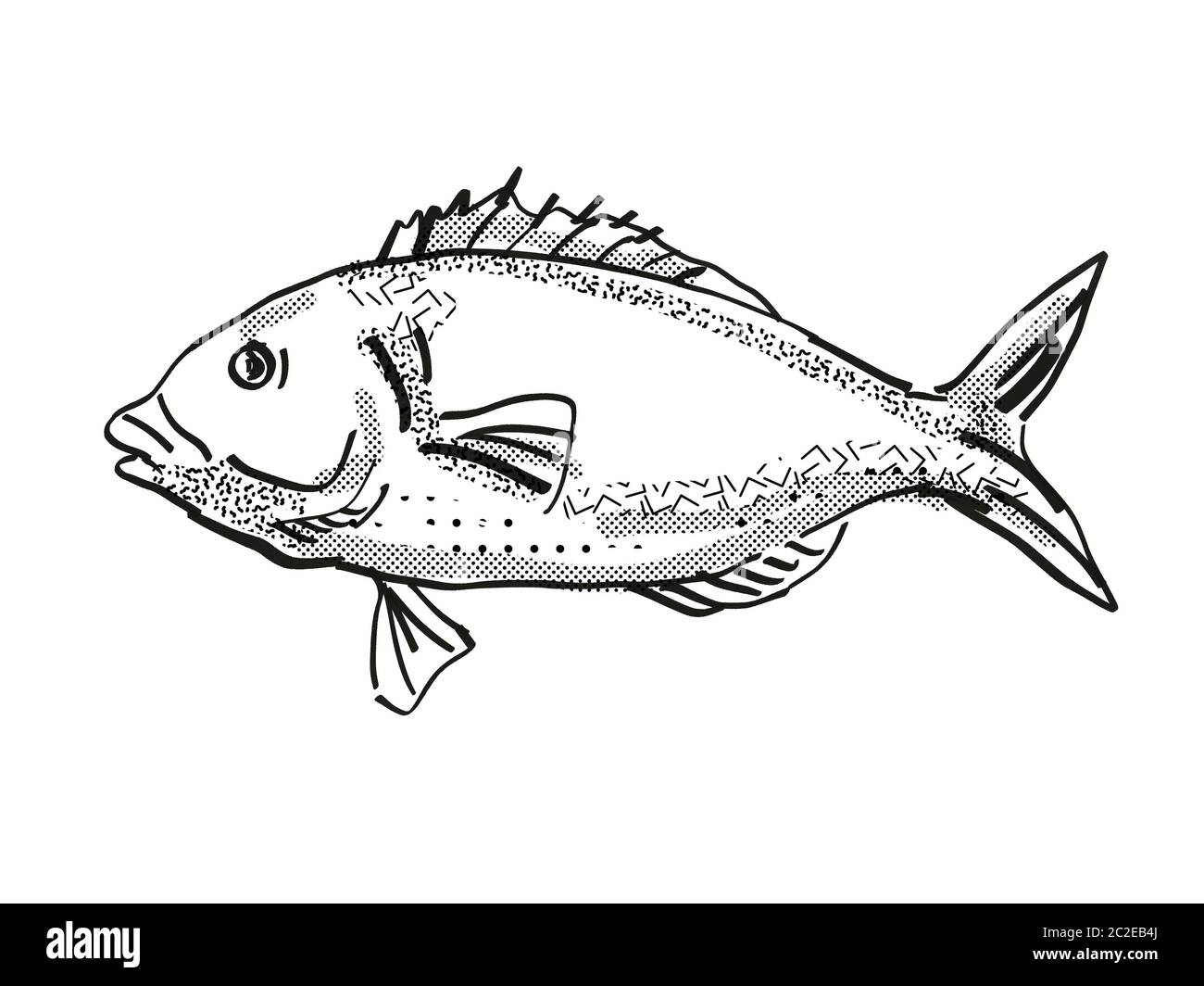 Retro cartoon style dessin d'une tarakihi, originaire de la Nouvelle-Zélande la vie marine vu de côté des espèces isolées sur fond blanc en noir et blanc Banque D'Images