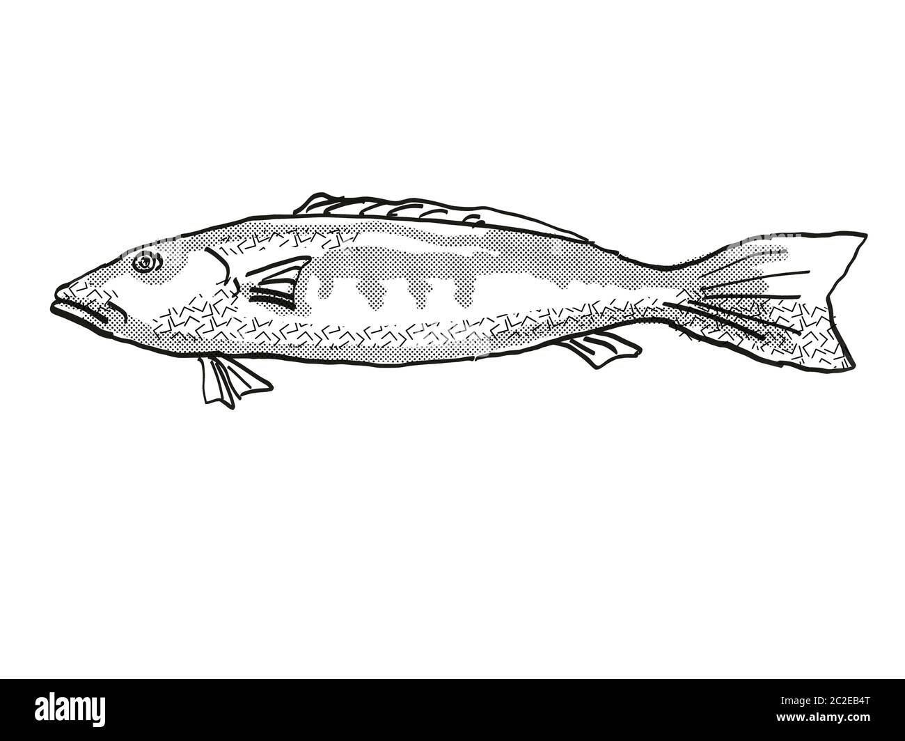Retro cartoon style dessin d'une morue bleue , originaire de la Nouvelle-Zélande la vie marine vu de côté des espèces isolées sur fond blanc en noir et w Banque D'Images