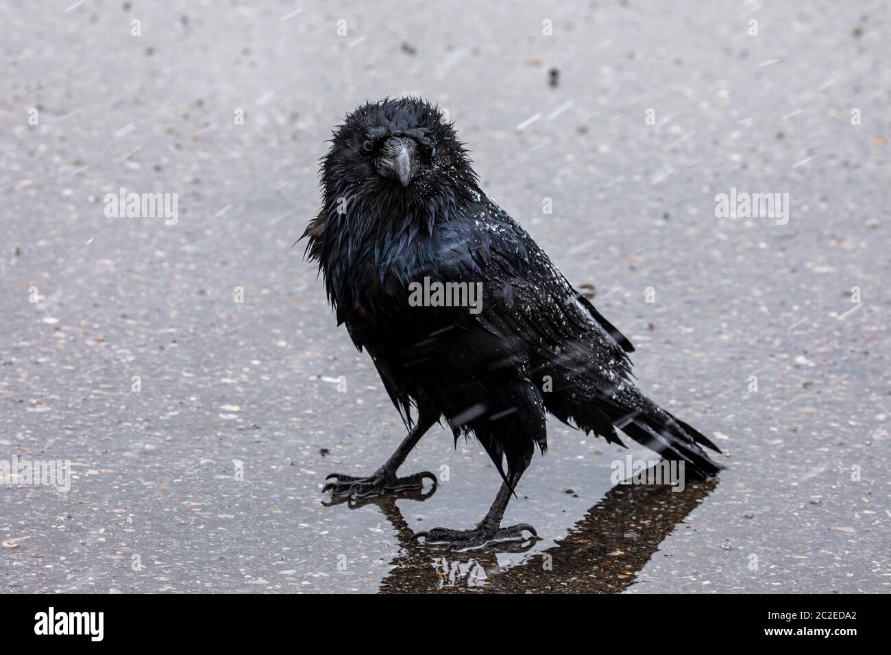 Un Corbeau noir dans la neige et la pluie Banque D'Images