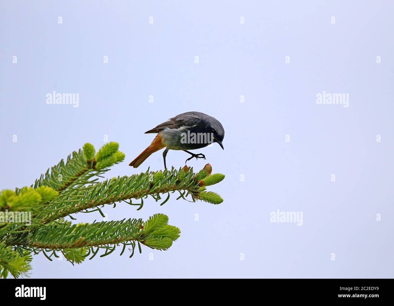 M ? Nable domestique pourriture-queue Phoenicurus ochruros sur le dessus de branche Banque D'Images