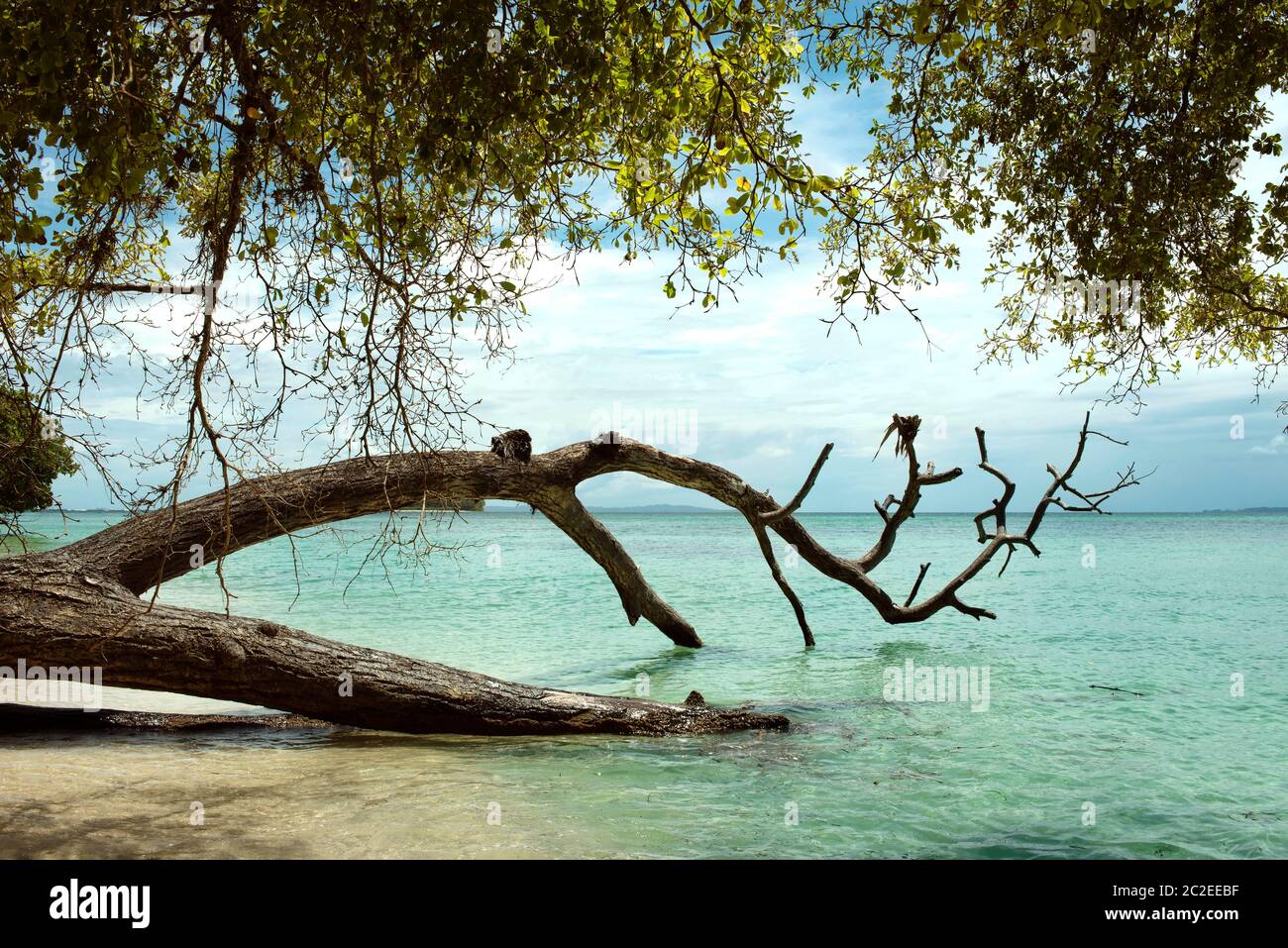 L'îlot des Caraïbes intact: Cayo Zapatilla #1, province de Bocas del Toro, Panama. Octobre 2018 Banque D'Images L'îlot des Caraïbes intact: Cayo Zapatilla #1, province de Bocas del Toro, Panama. Octobre 2018 Banque D'Images