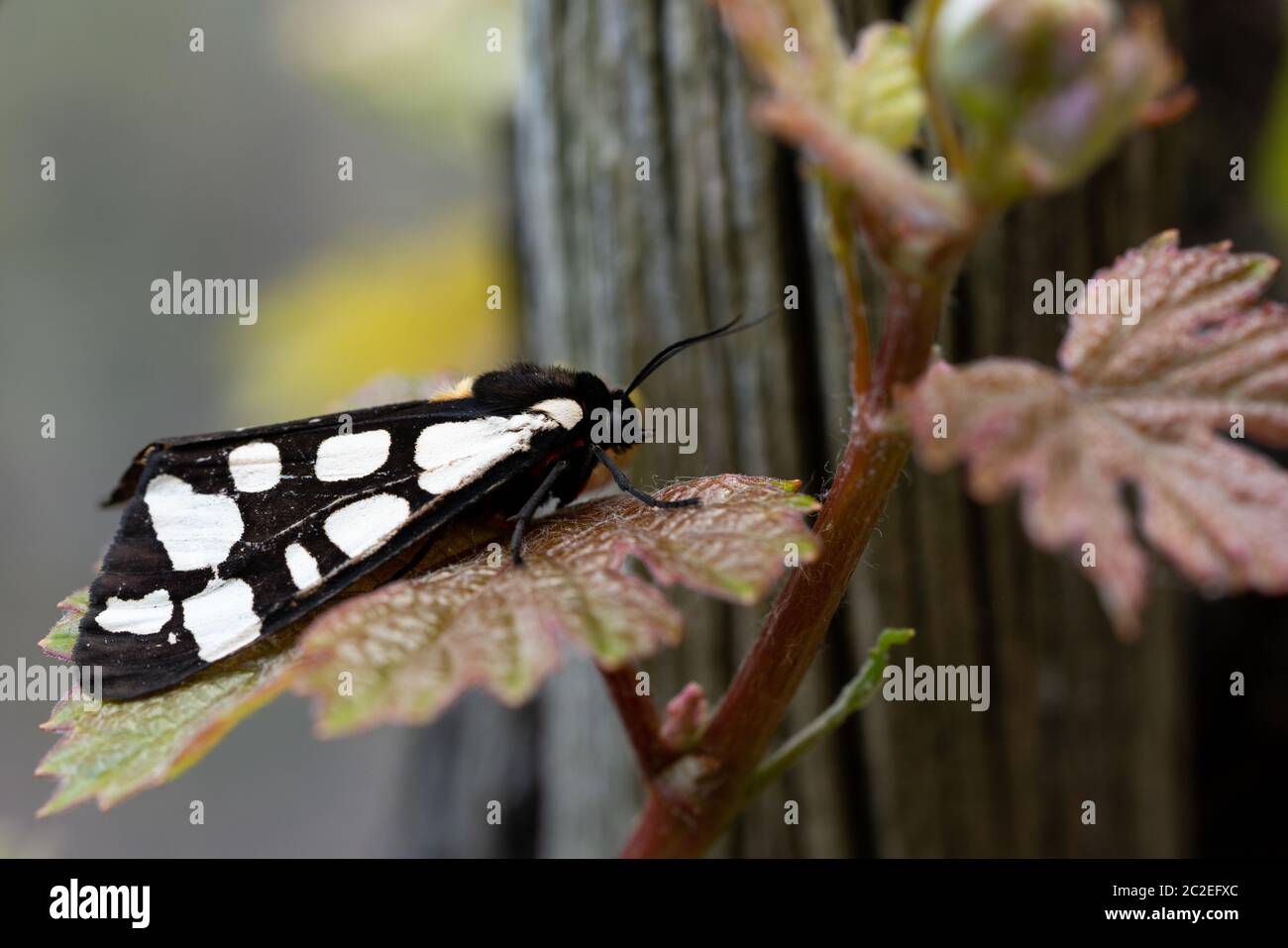 Cream-spot tiger (Arctia villica), close-up du papillon Banque D'Images