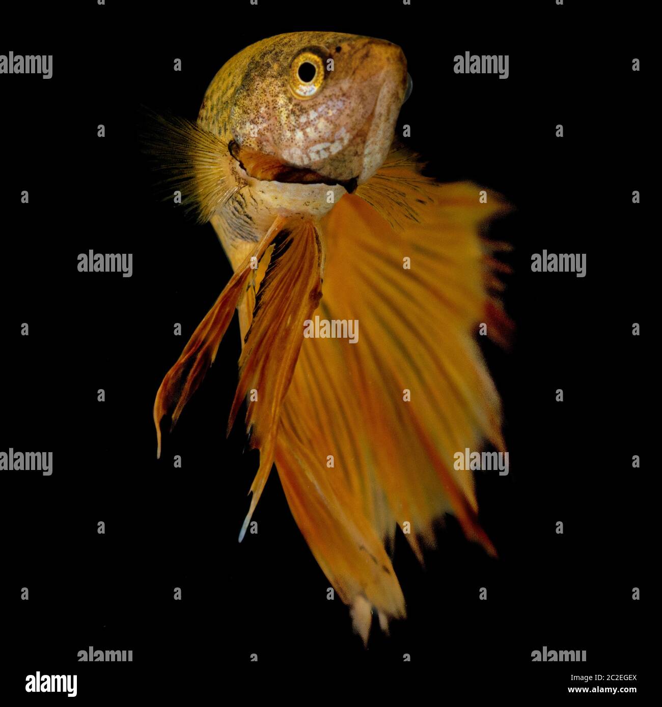 Macro de fermeture de poisson jaune or betta isolée sur fond noir Banque D'Images