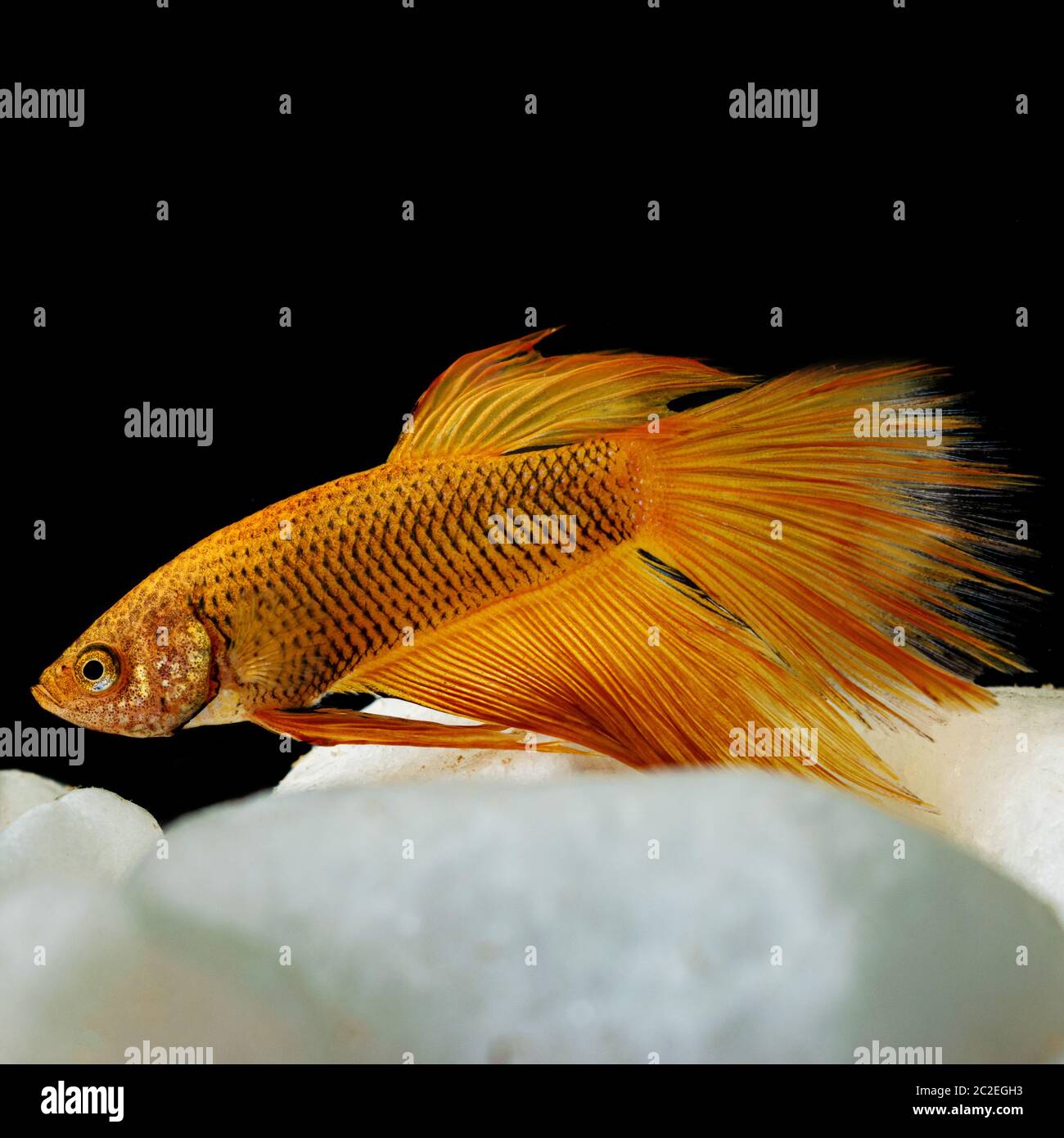 Macro de fermeture de poisson jaune or betta isolée sur fond noir Banque D'Images