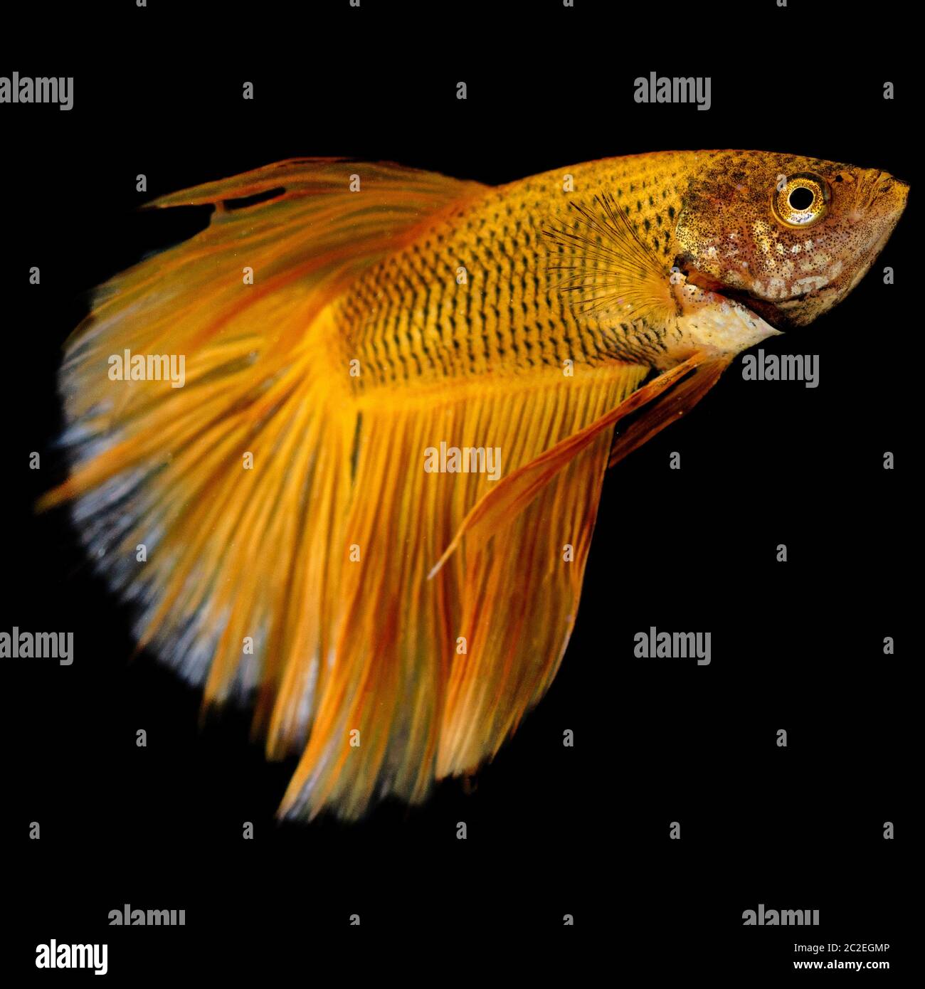 Macro de fermeture de poisson jaune or betta isolée sur fond noir Banque D'Images