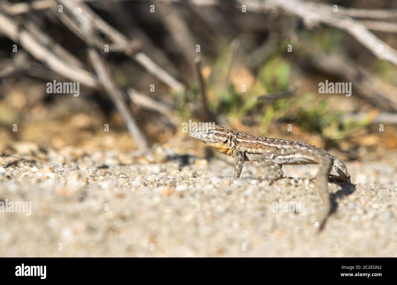 Lézard femelle à flanc de botelage, Uta stansburiana, dans la réserve de la vallée de Coachella, près de Palm Springs, Californie Banque D'Images