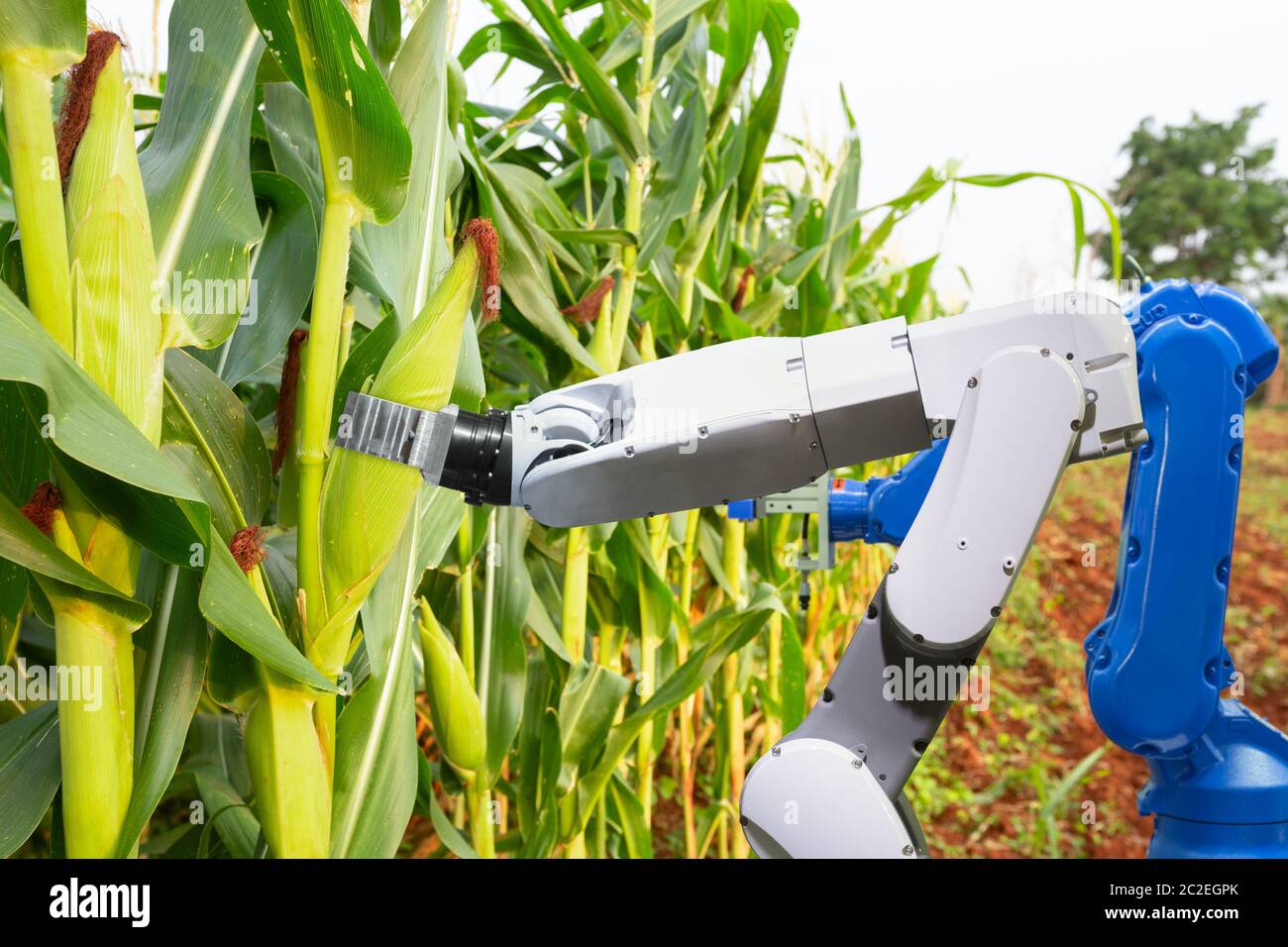 Assistant robot agricole récolte cornes pour analyser la croissance du maïs, concept Smart Farm Banque D'Images