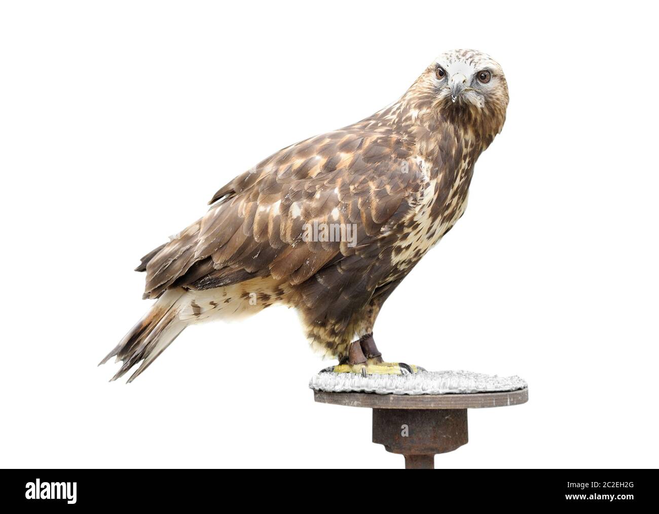 Jeune aigle brun assis sur un support isolé sur blanc Banque D'Images