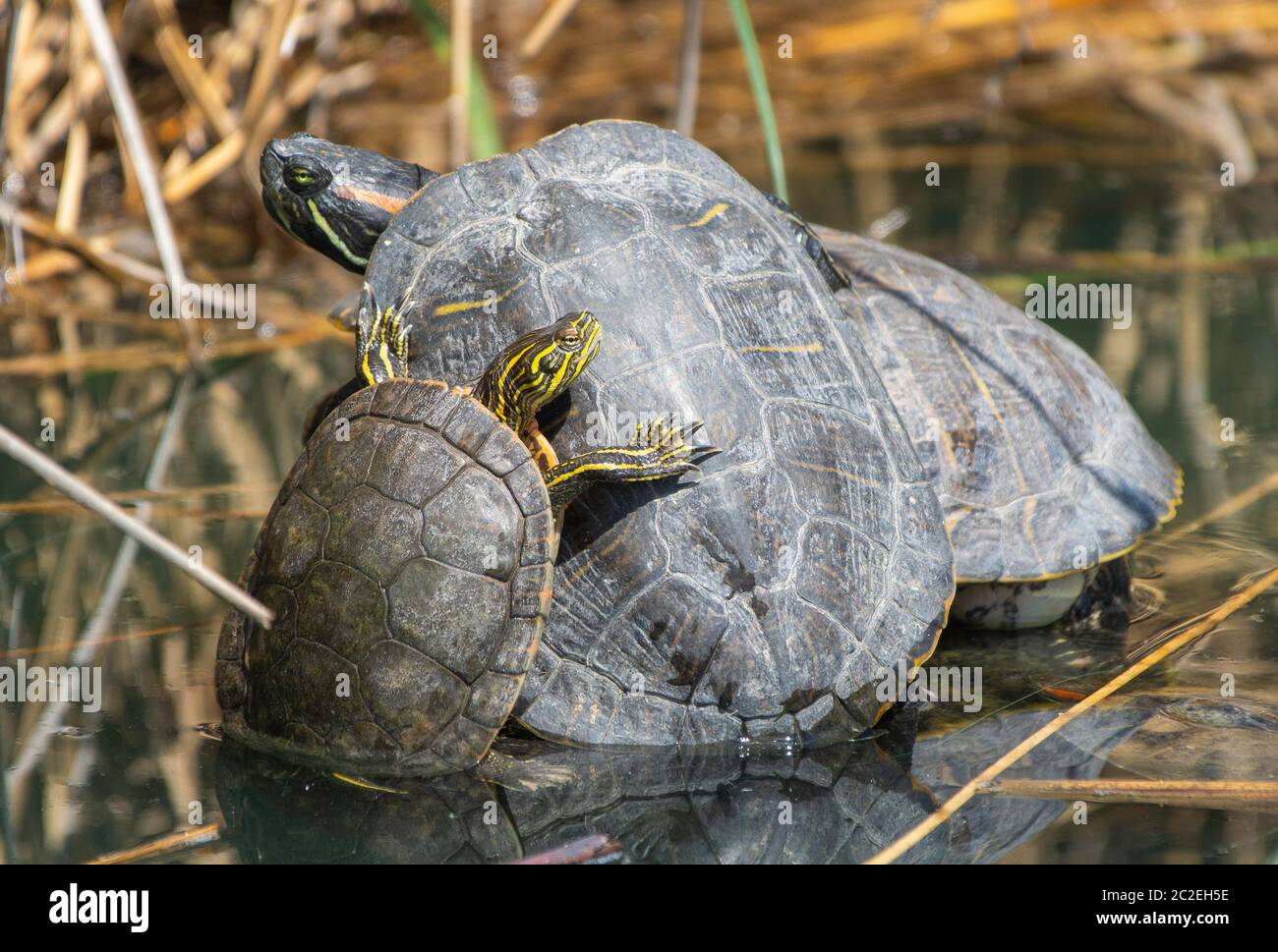 Trois curseurs à oreilles rouges, Trachemys scripta elegans, se prélassent sur une branche flottante de la réserve riveraine de Water Ranch, Gilbert, Arizona Banque D'Images