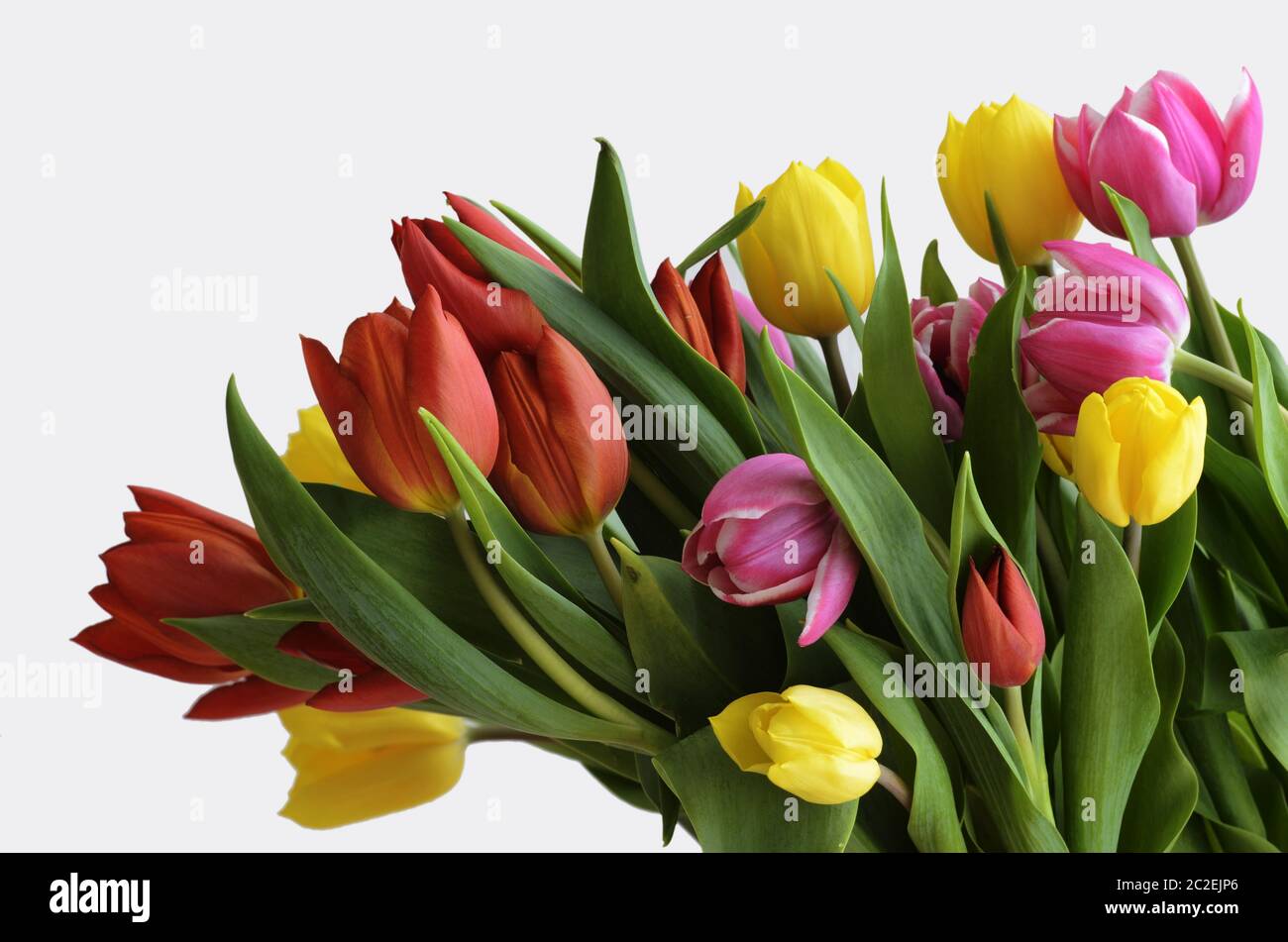 tulipes jaune, rouge et violet sur un blanc Banque D'Images