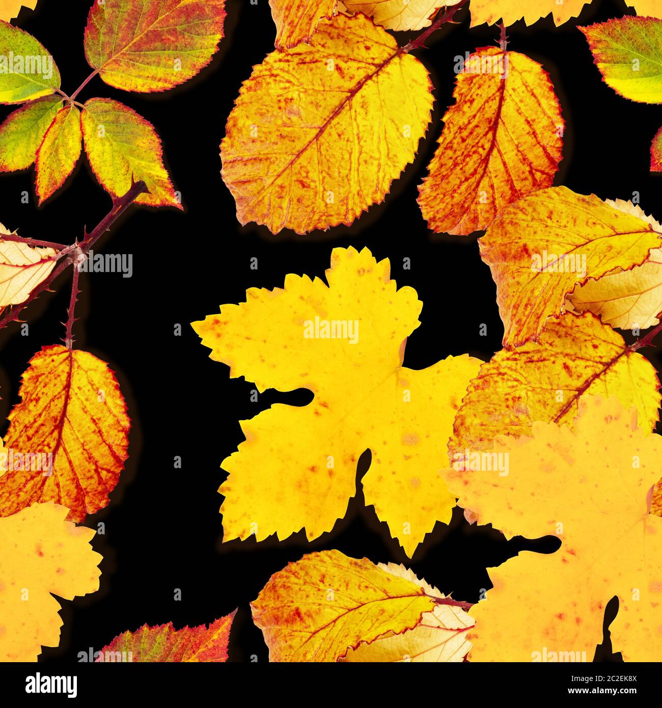 Un motif feuilles d'automne sur un fond noir, une impression de répétition de l'automne Banque D'Images