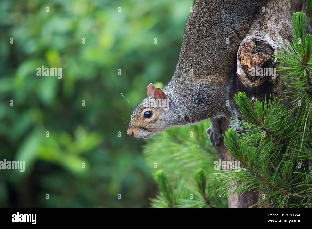 Vue latérale gros plan de l'écureuil gris sauvage du Royaume-Uni (Sciurus carolinensis) isolé en plein air dans la campagne naturelle en descendant l'arbre, à l'envers. Banque D'Images