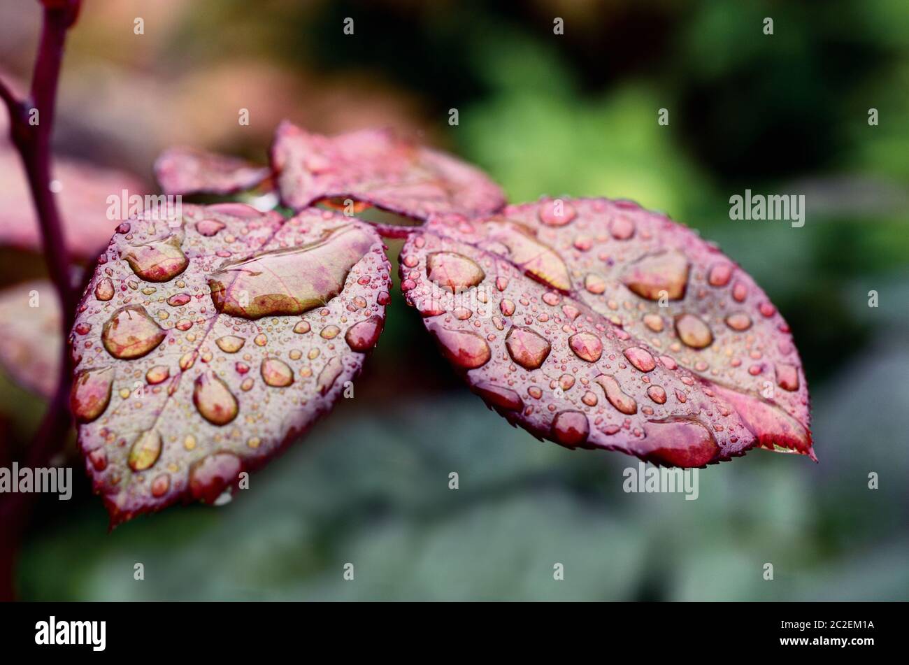 la rosée tombe sur les feuilles Banque D'Images