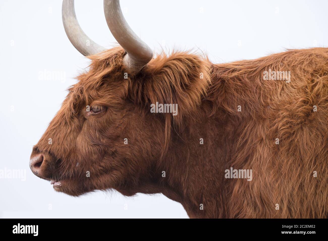 Vache à cornes de ruminants à la ferme du patrimoine de l'île Churchill, Phillip Island, Victoria, Australie. Isolé sur fond blanc Banque D'Images