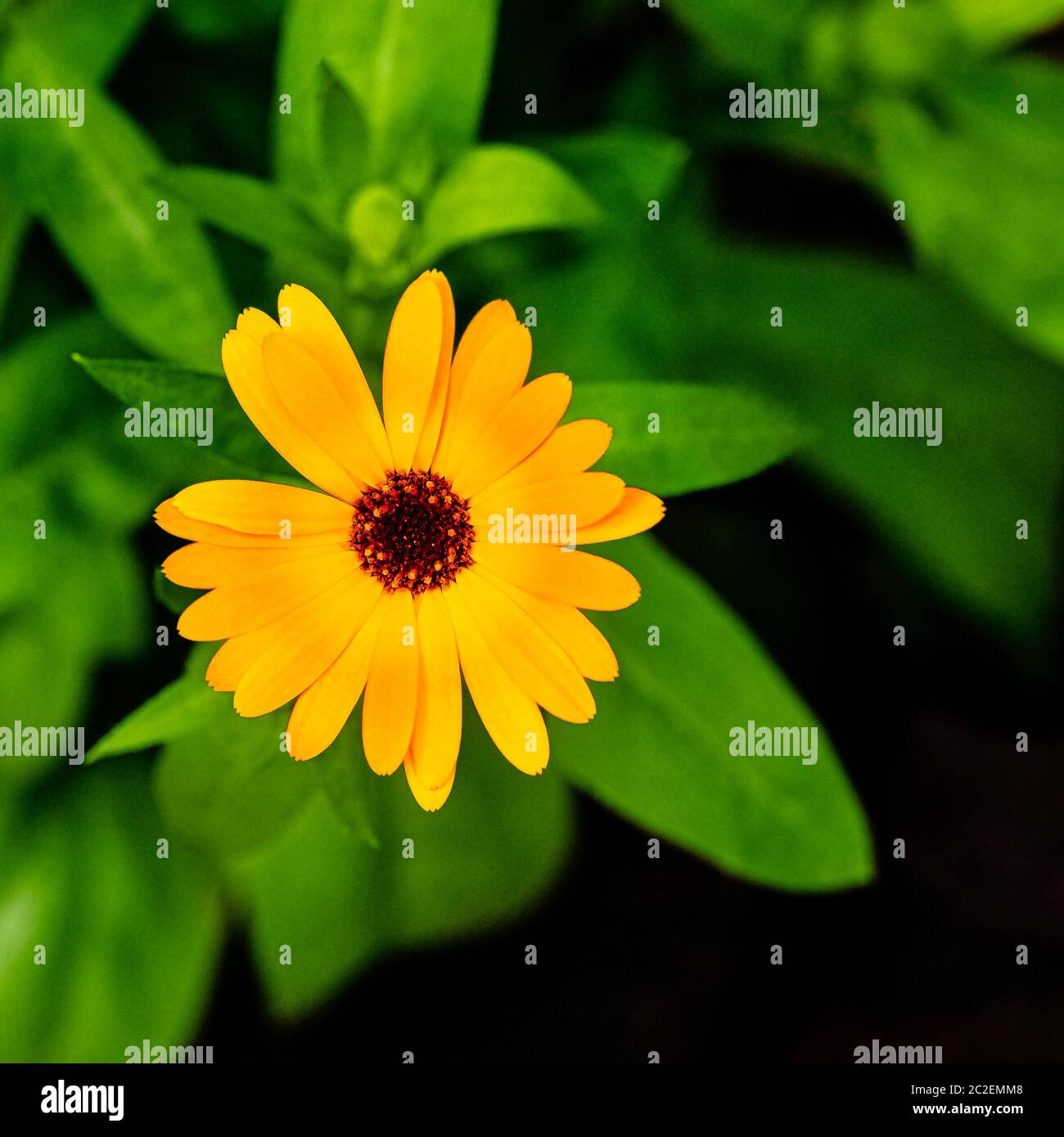 Dimorphotheca ecklonis ou Osteospermum, également connu sous le nom de cape marguerite, la Marguerite de Van Staden ou le dimanche, la pâquerette bleue et blanche, étoile du veldt Banque D'Images