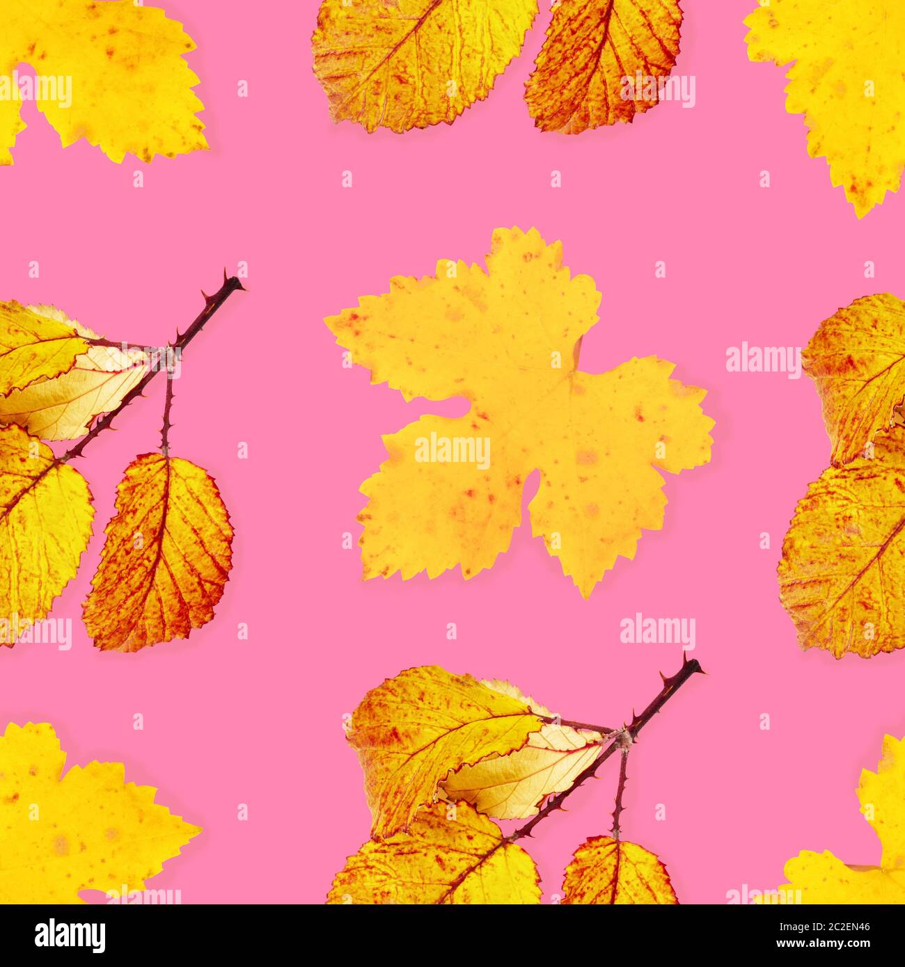 Un modèle d'automne feuilles d'automne jaune et orange sur un fond rose, une impression de répétition Banque D'Images
