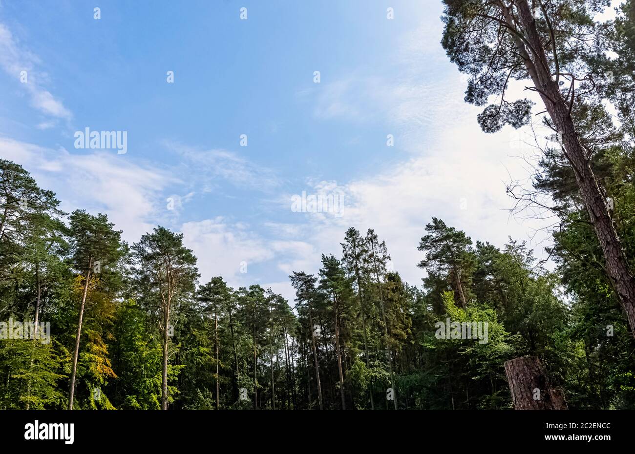 Forêt sauvage polonaise - Parc national de Kampinos, Pologne Banque D'Images
