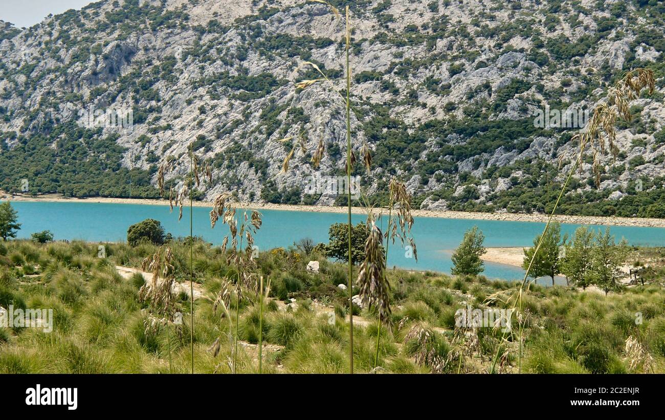 Une baie avec de l'eau bleu turquoise en face d'une chaîne de montagnes sur la Méditerranée espagnole de Majorque. Au premier plan sont des brins d'herbe à Banque D'Images