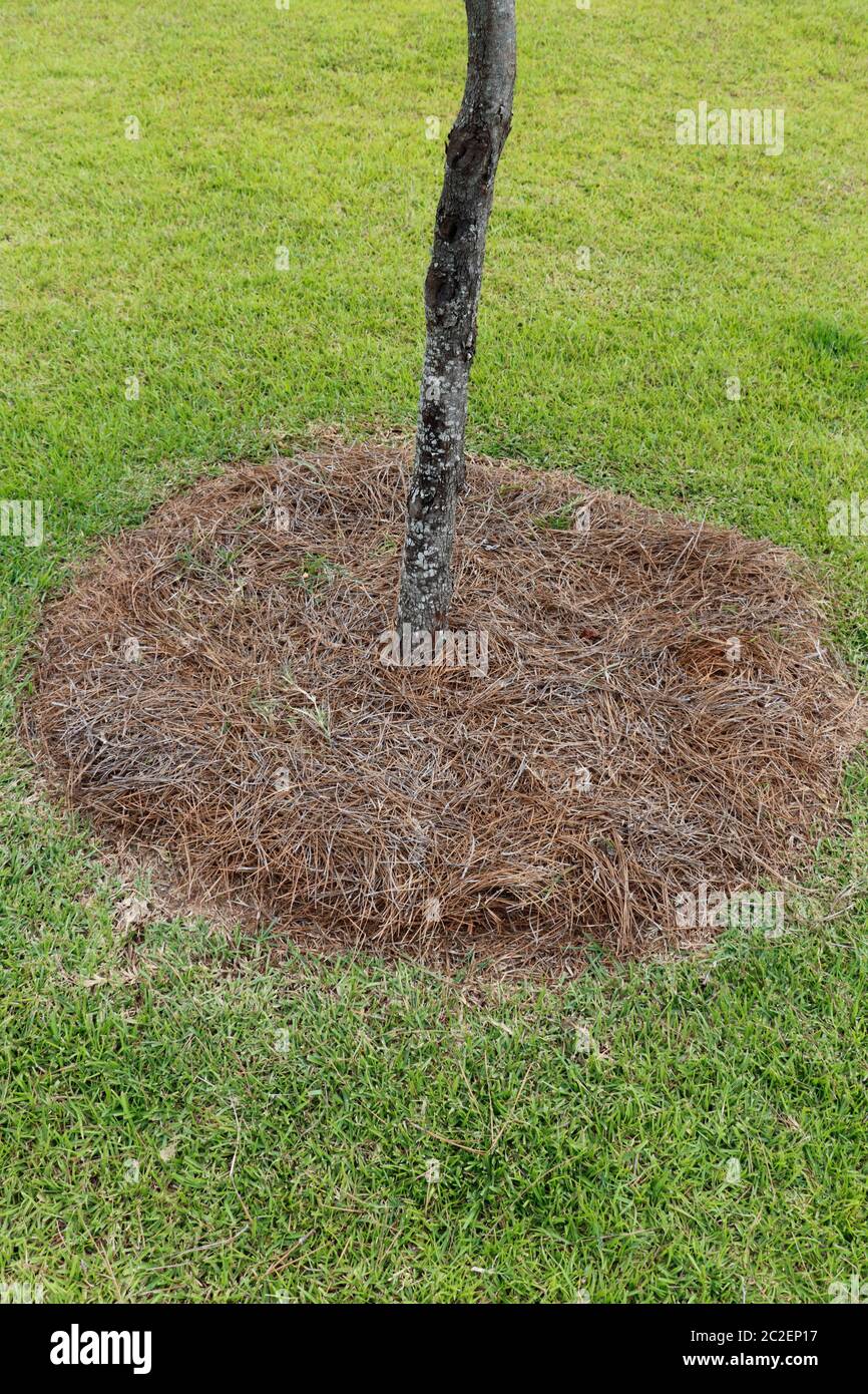 Partie inférieure du tronc d'arbre avec une pile ronde d'aiguilles de pin naturelles paillis à sa base dans la journée. Pelouse en herbe verte avec une couche de pi brun Banque D'Images