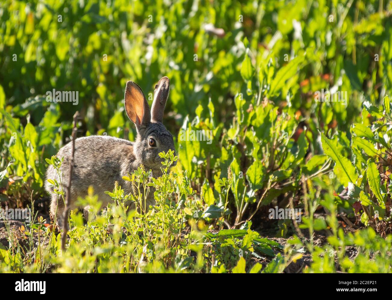 Desert Cottontail, Sylvilagus audubonii, dans la réserve riveraine de Water Ranch, Gilbert, Arizona Banque D'Images