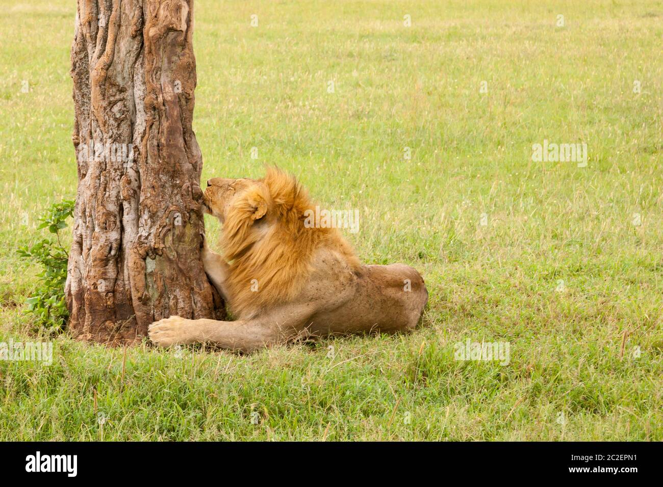 Un grand lion reposant dans l'herbe dans la prairie Banque D'Images