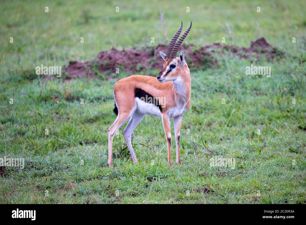 Une gazelle de Thomson dans le paysage herbeuse de la savane au Kenya Banque D'Images