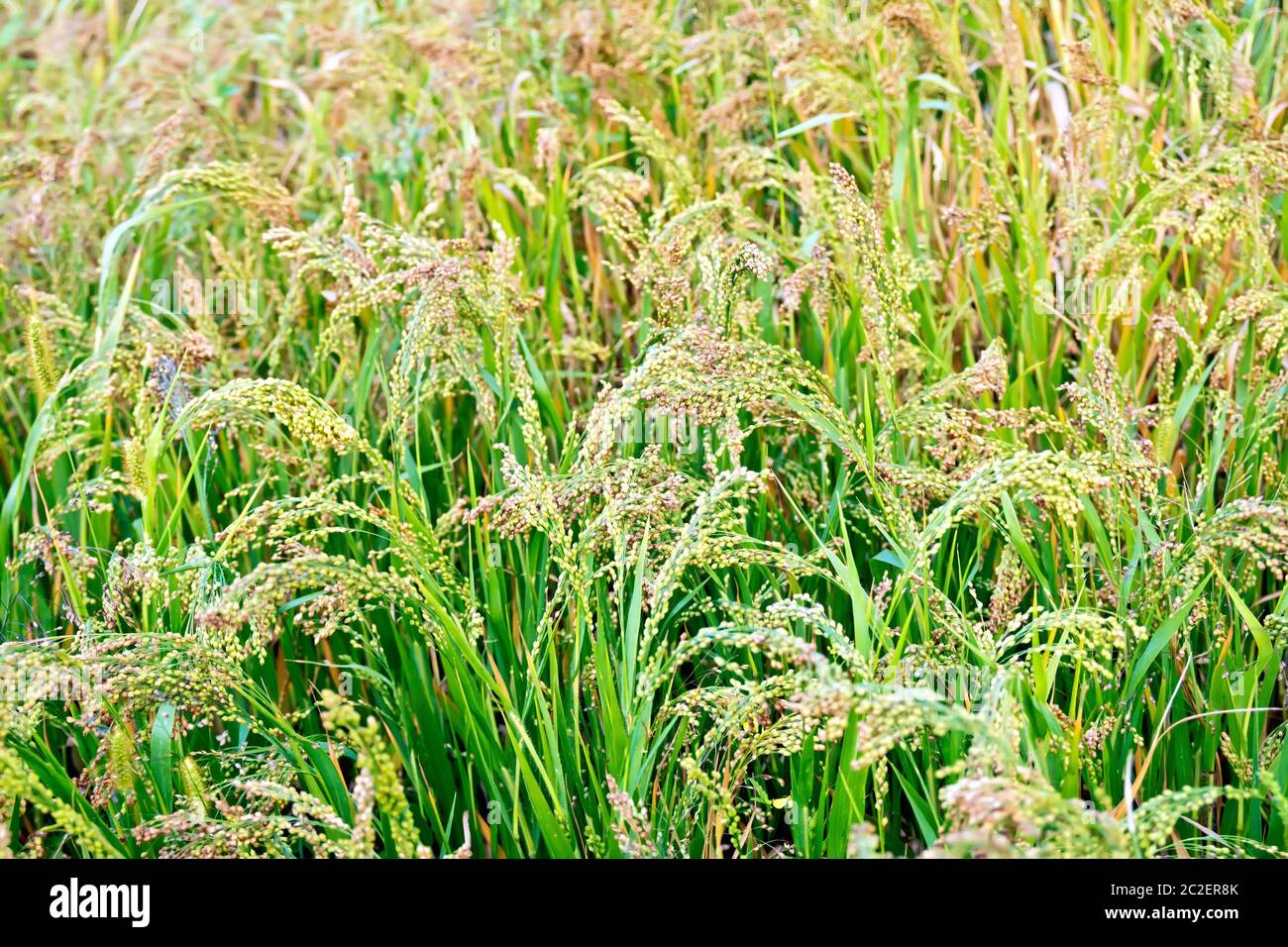 Épillets maturation du mil sur l'arrière-plan de feuilles vertes Banque D'Images