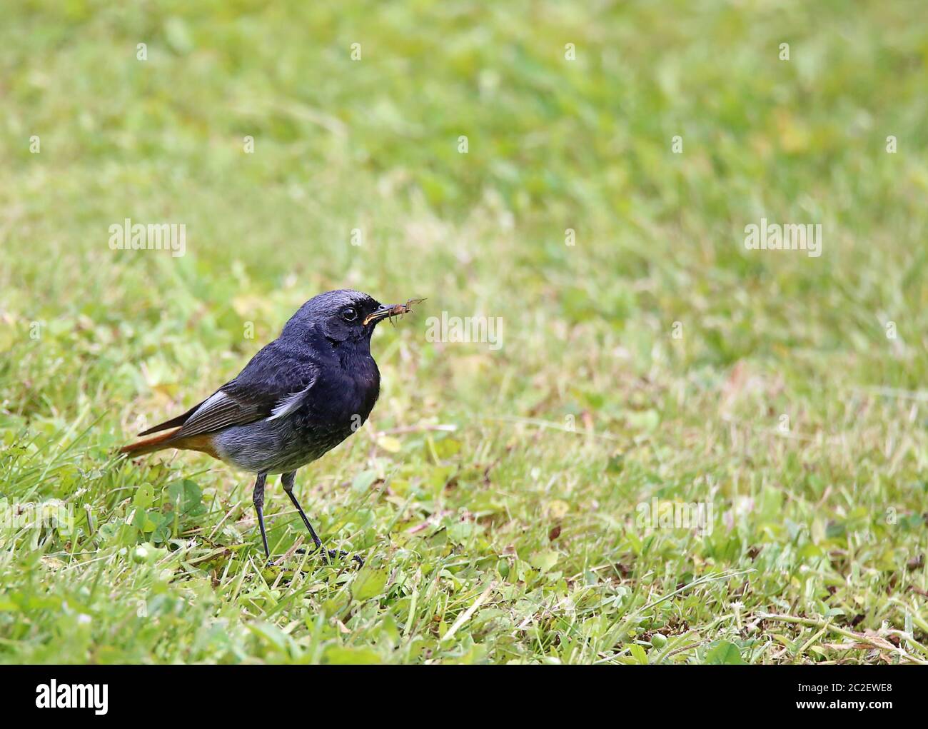 Rot-to-queue de ménage Phoenicurus ochruros avec araignée capturée Banque D'Images