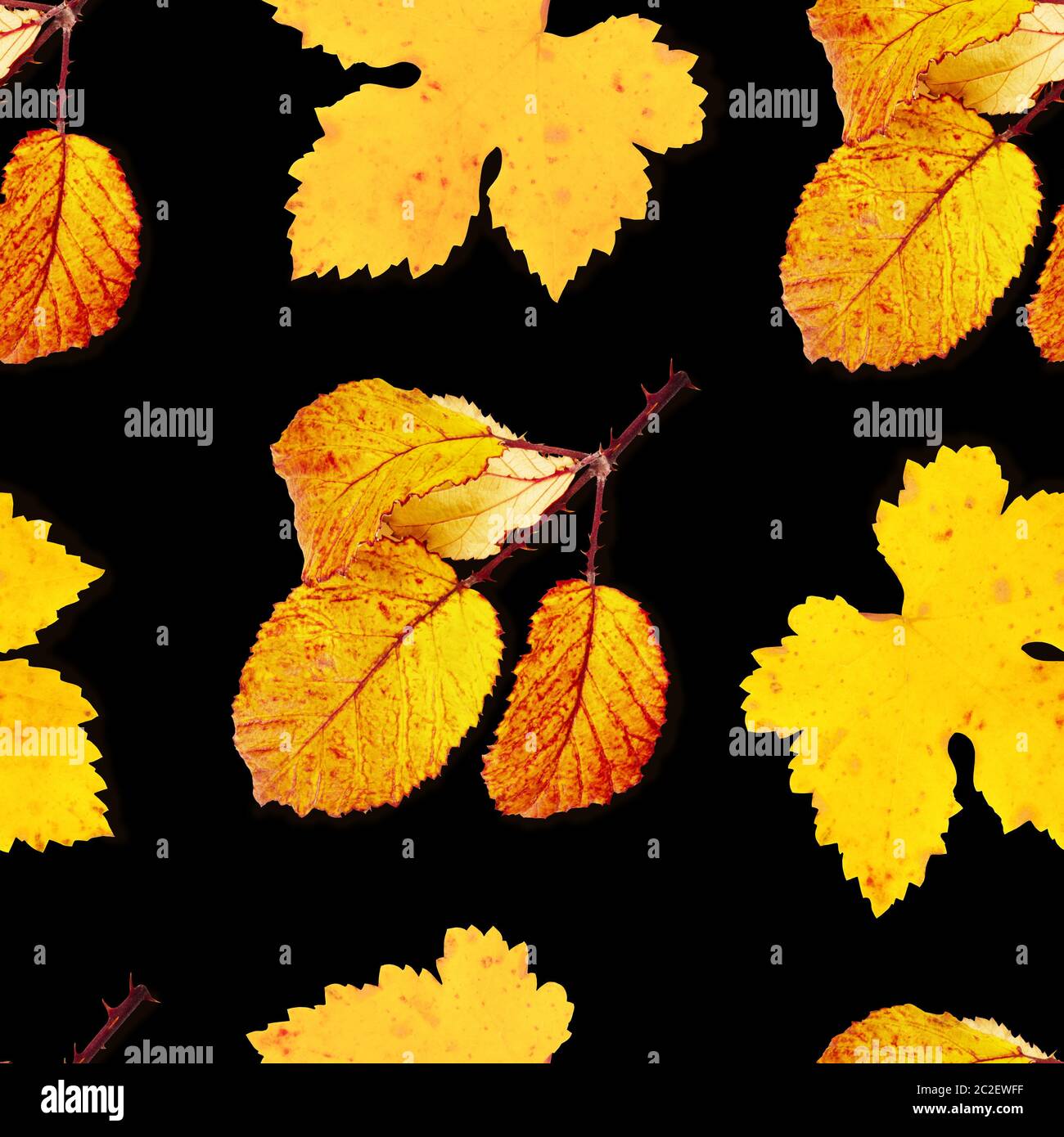 Une dynamique sans motif feuilles d'automne sur un fond noir, une impression de répétition de l'automne Banque D'Images