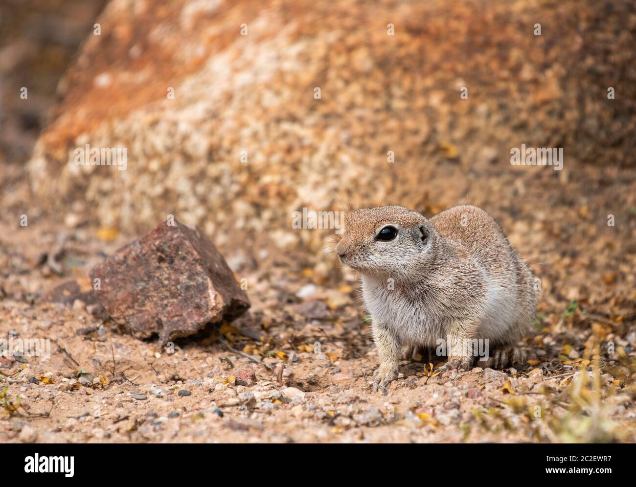 Écureuil à queue ronde, Xerospermophilus tereticaudus, au jardin botanique du désert, Phoenix, Arizona Banque D'Images