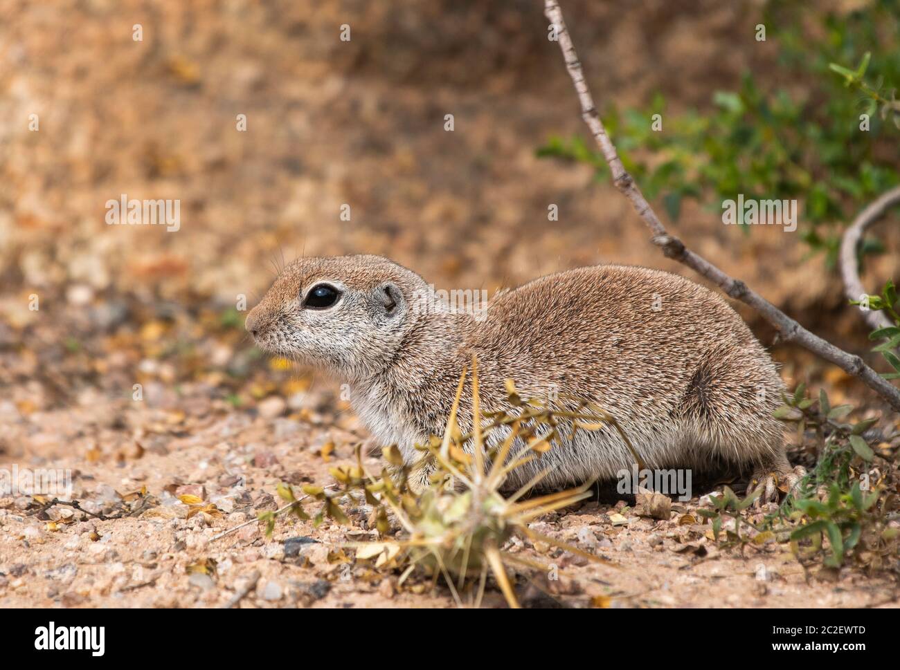 Écureuil à queue ronde, Xerospermophilus tereticaudus, au jardin botanique du désert, Phoenix, Arizona Banque D'Images