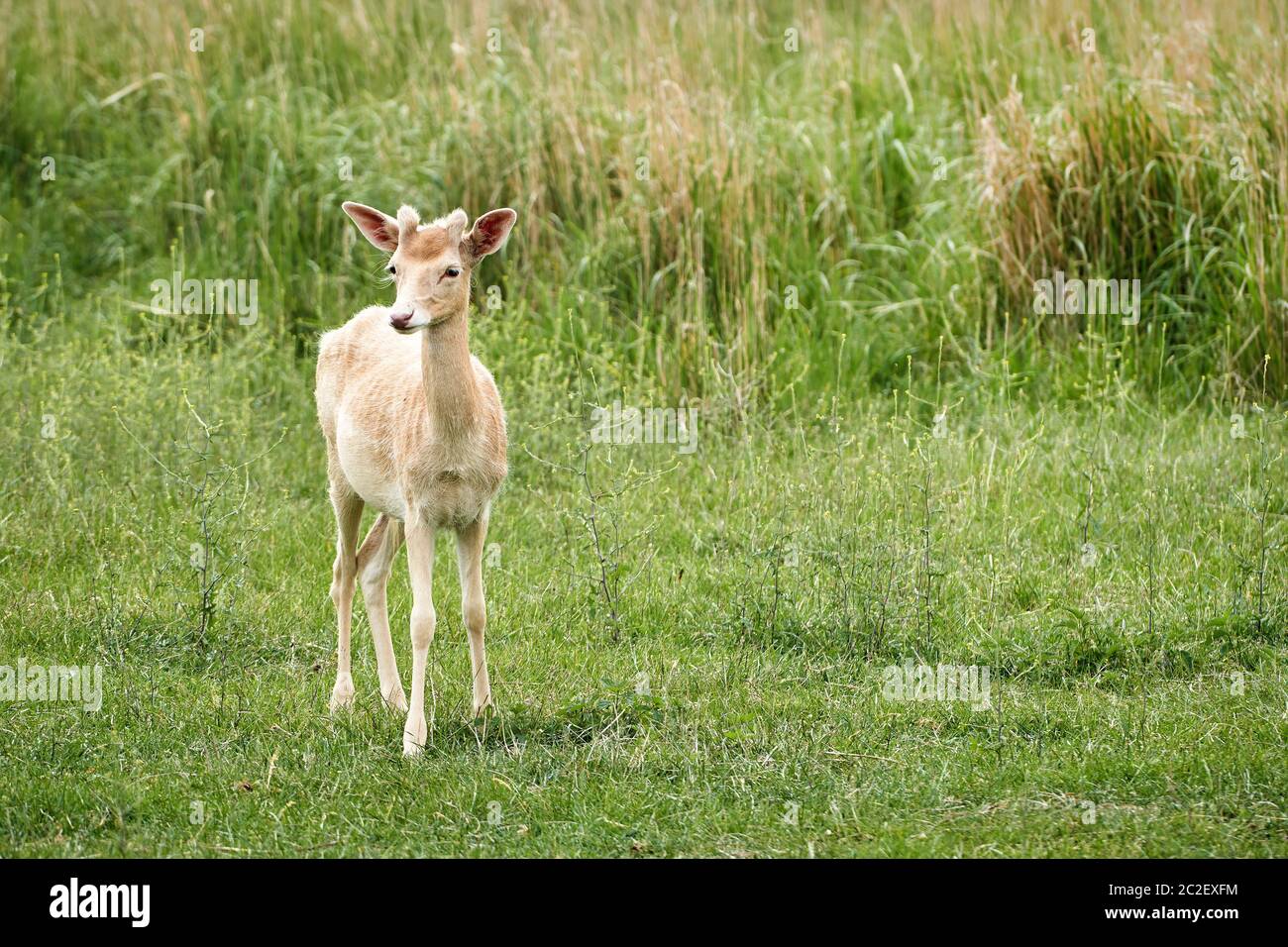 White (Dama dama) sur un pré en été Banque D'Images