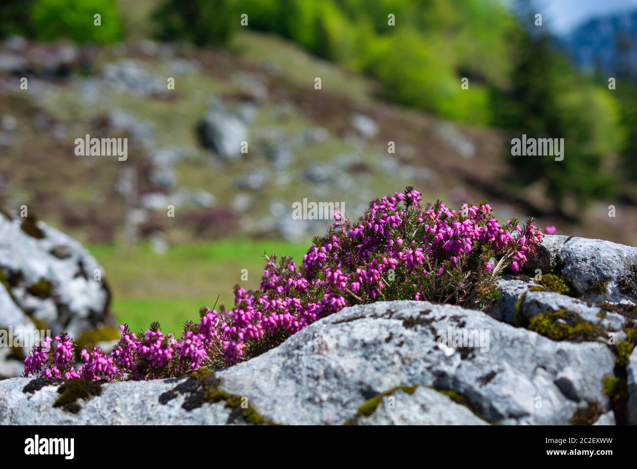 Magnifiques fleurs sauvages alpines entre les rochers Banque D'Images