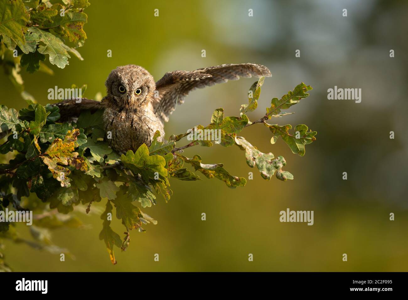 Eurasian scops (Otus scops) - Petit scops owl sur une branche dans la forêt d'automne, son habitat naturel Banque D'Images